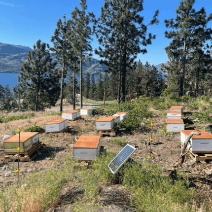 beekeeping